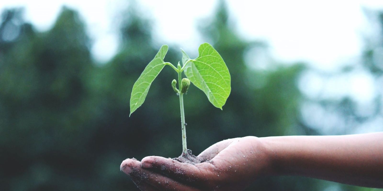pessoa-segurando-uma-planta-verde-sustentabilidade